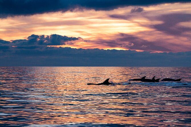 Sunset Dolphin Watching with Marine Biologists