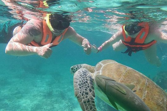 Cancun: Sea turtles and Cenote Tour With Pick Up from your Hotel