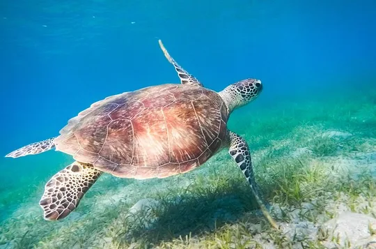 Cancun: Small-Group Akumal Turtle Snorkel & Cave Cenote Adventure