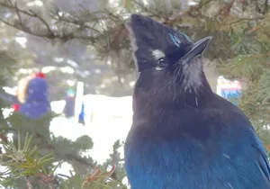 Banff Town, Lake Louise, Moraine, Emerald & Canyon Day Trip