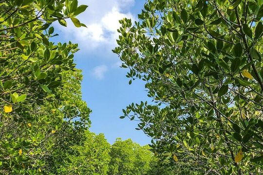 Scenic Mangrove Tunnel Paddle Tour – New Smyrna Beach