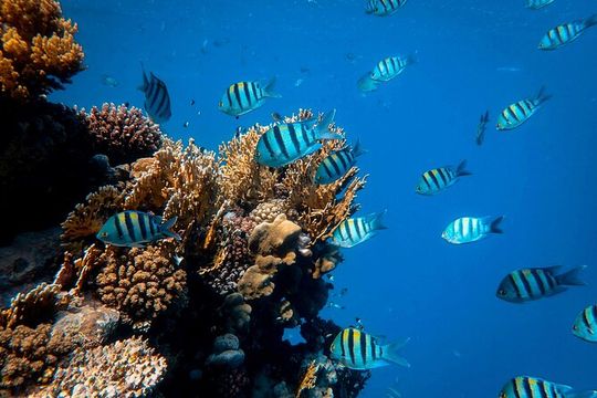 Waikiki Snorkel & Ocean Waterpark Experience