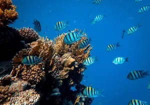 Waikiki Snorkel & Ocean Waterpark Experience