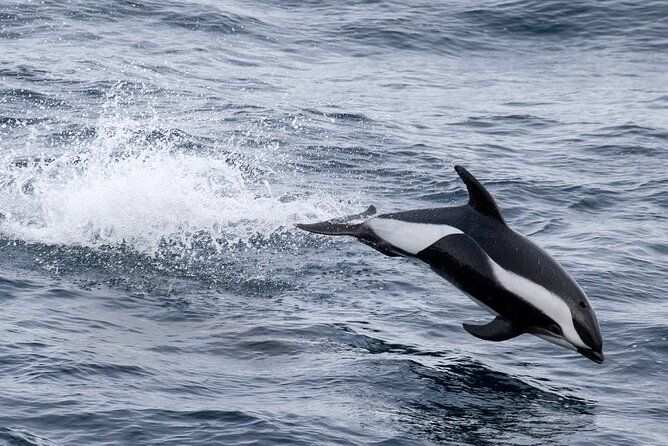 Alta Fjord: Whale Safari Experience