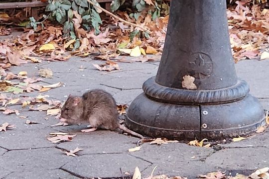 Garbage and Rats in New York City Walking Tour