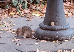 Garbage and Rats in New York City Walking Tour