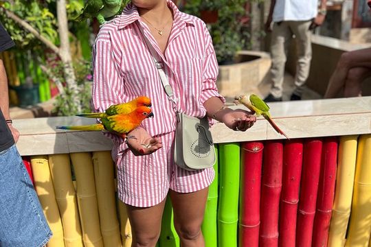 Bird & Animal Encounter in Montego Bay Feed,Hold & Snap Pics!