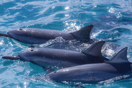 Maui Eco-Raft: 2 Hour Dolphin Watch Sightsee Tour (Semi-Private)