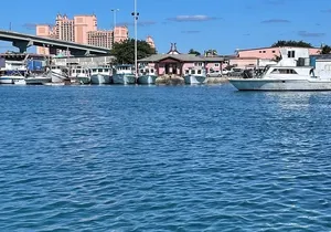 Bahamas Swimming with the Pigs in Crystal Blue Waters