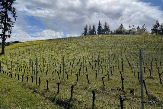 San Francisco Wine Country Tour in EV VW Van