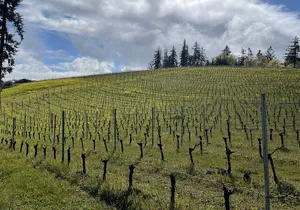 San Francisco Wine Country Tour in EV VW Van