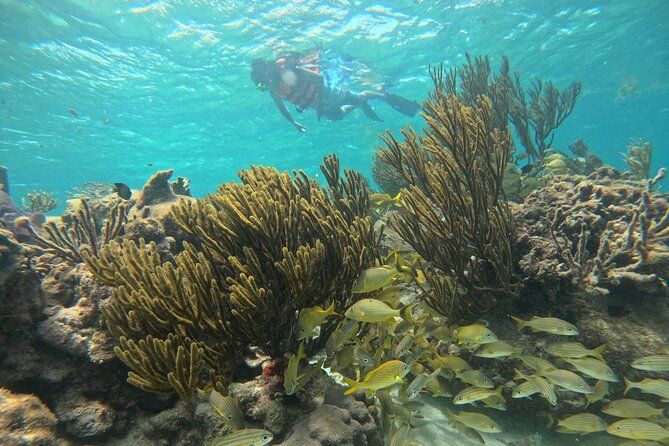 Snorkel at the Reef 2 HOURS Puerto Morelos National park