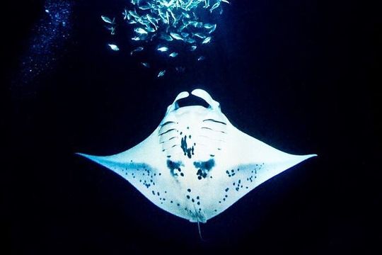 Manta Ray Night Snorkel and Dive