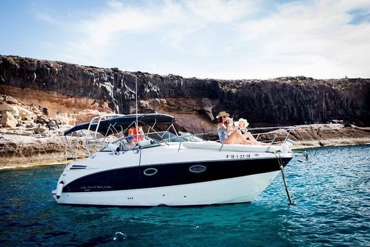 Tenerife Luxury Boat Trip, Wildlife and Live in Ocean