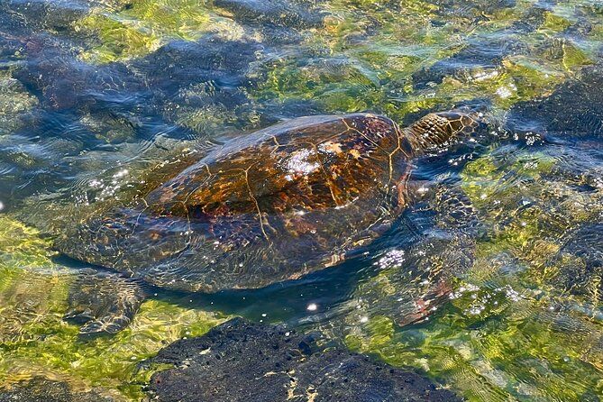Kona Port: Private History & Farmer's Market Excursion