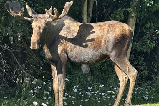 Whittier to Anchorage Sightseeing with Wildlife Tour