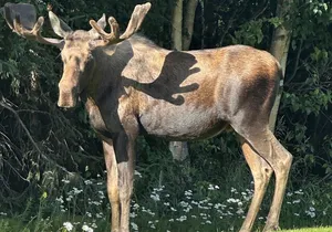 Whittier to Anchorage Sightseeing with Wildlife Tour