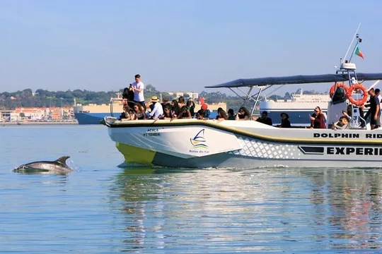 Observation of Dolphins in Setúbal