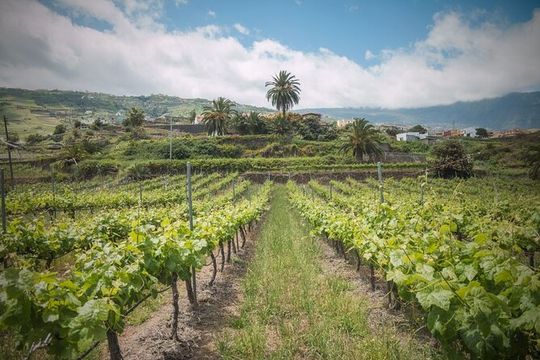 Flavors of Tenerife Wine and Culture Tour