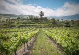 Flavors of Tenerife Wine and Culture Tour