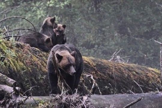 2 Hour Custom Wildlife and Historical Tour