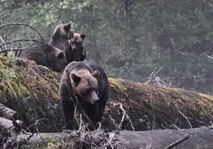 2 Hour Custom Wildlife and Historical Tour