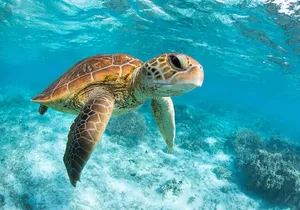 Turtle and Reef Sanctuary Snorkeling