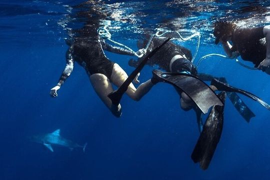 Shark Dive Private Charter No Cage