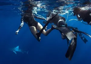 Shark Dive Private Charter No Cage