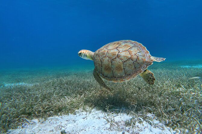 Aruba Private Turtle Snorkeling Tour + FREE Video & Photos