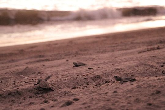 Release of Sea Turtles in Camp Tortuguero