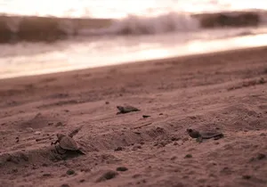 Release of Sea Turtles in Camp Tortuguero