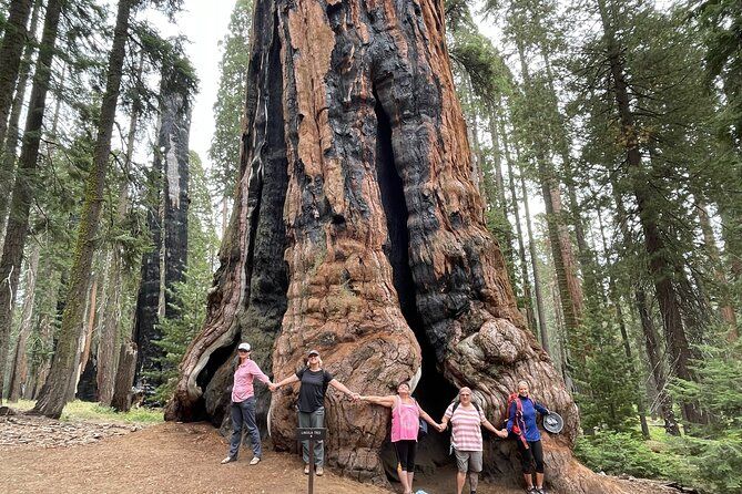 Transformative Outdoor Day Retreat Among the Giant Sequoias