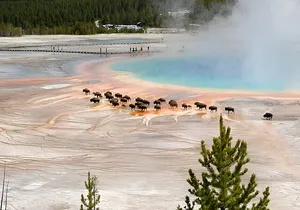 Salt Lake City to Yellowstone and Mt Rushmore 4 Day Tour