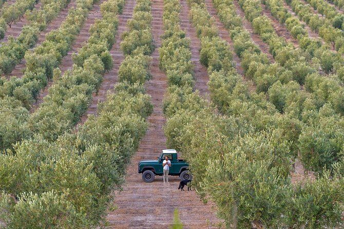 Olive Oil Tour and Tasting