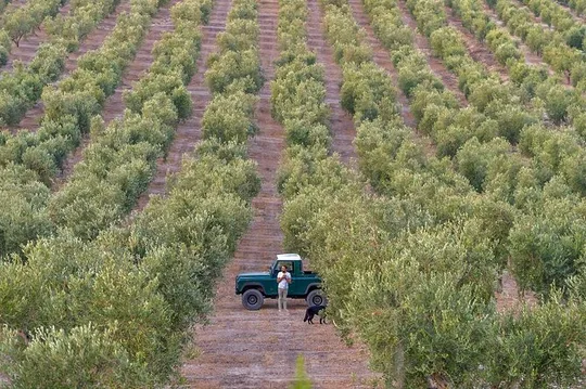 Olive Oil Tour and Tasting