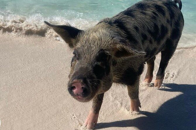 Swimming Pigs Encounter and Rose Island Beach Day Adventure