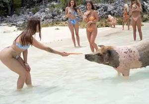 Piggy Splash Dash Of Rose Island Group Tour