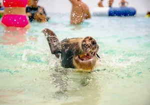 Swimming Pigs Encounter and Rose Island Beach Day Adventure