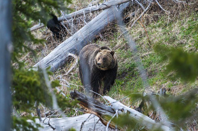 Half Day Private Wildlife Photography Tour in Yellowstone
