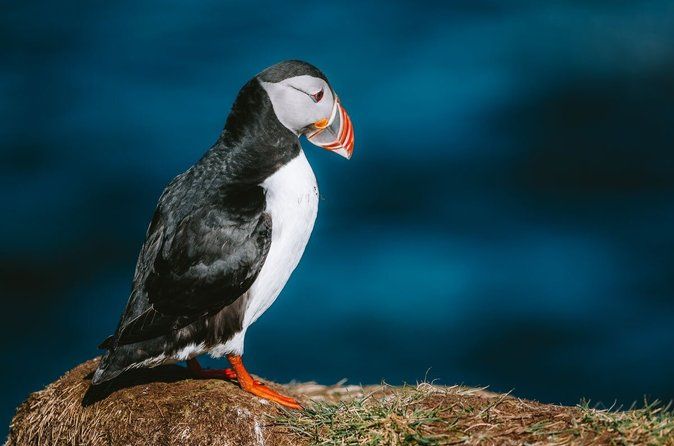 Puffin Watching and Gufufoss Waterfall Tour from Seydisfjordur