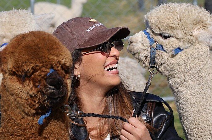 Alpaca Farm Tour 20 Minutes from Christchurch - Meet Cute Alpacas