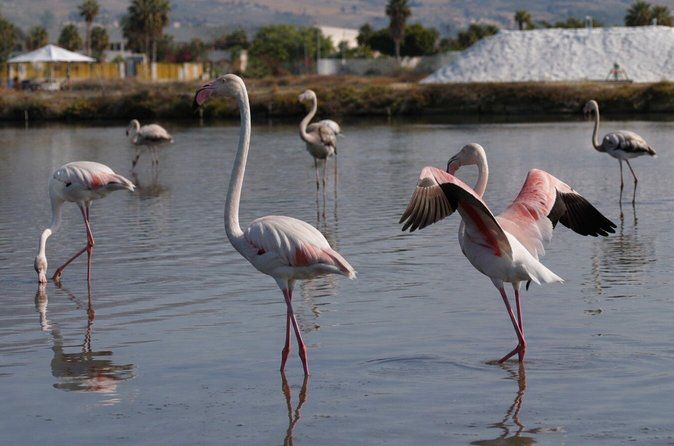 Birdwatching at Saline Maria Stella in Trapani