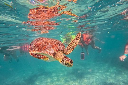 Tulum Ruins, Sea Turtles & Cenote Swim Adventure Tour