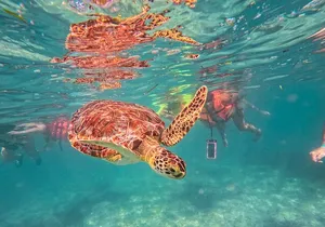 Tulum Ruins, Sea Turtles & Cenote Swim Adventure Tour