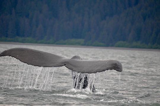 Spacious Catamaran Guaranteed Whales!
