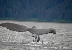 Spacious Catamaran Guaranteed Whales!