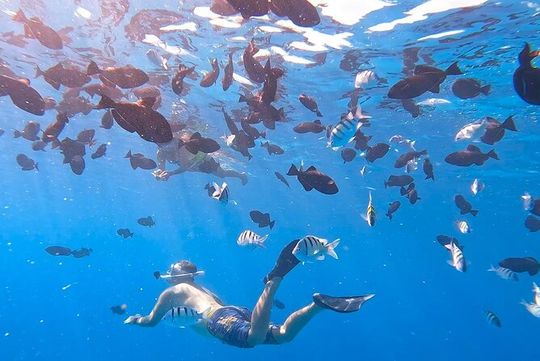 Snorkeling Adventure at Turtle Canyon