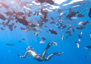 Snorkeling Adventure at Turtle Canyon