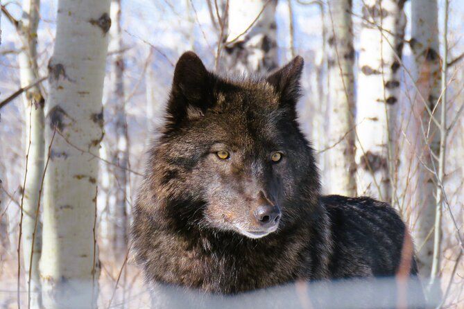 Banff Day Trip & Wolfdog Sanctuary Tour
